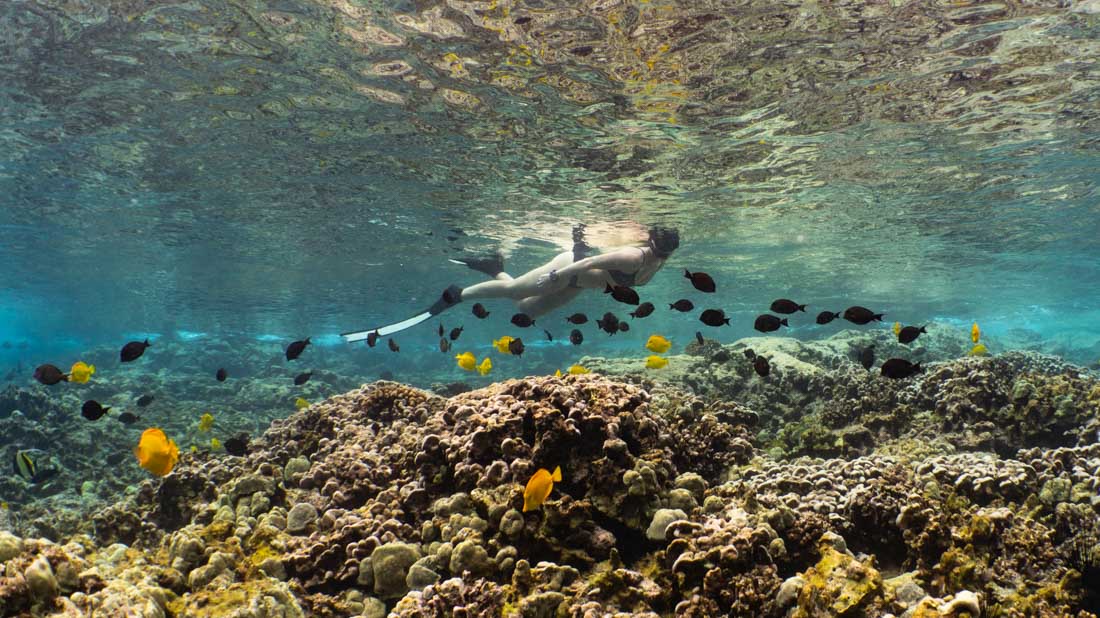 a woman snorkeling at the surface of the ocean with reef close underneath and schools of fish all around