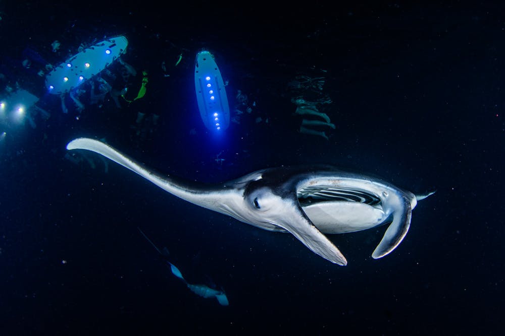 a manta ray swims down in the night as snorkelers float above on surfboards