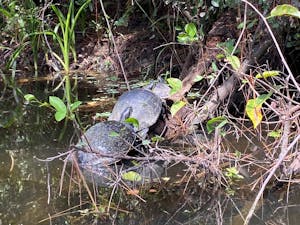 a turtle in the water- THINGS TO DO IN JUPITER