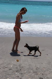 a person playing frisbee with a dog on a beach