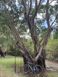 Cycle parked under a tree