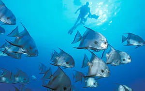A group of fishes underwater | Things to do in Jupiter