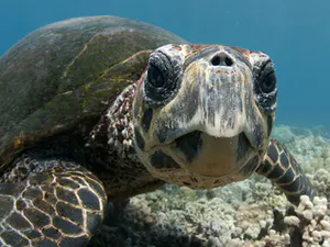 A giant turtle found underwater