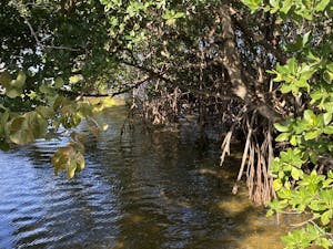 Mangrove Forests | Things to do in Jupiter