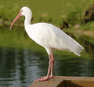 a white ibis bird standing in front of a body of water