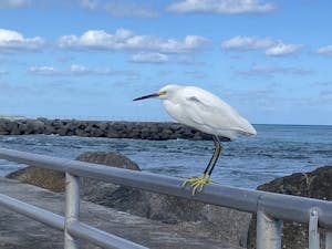 a bird standing on a dock next to a body of water