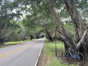 a bicycle under tree