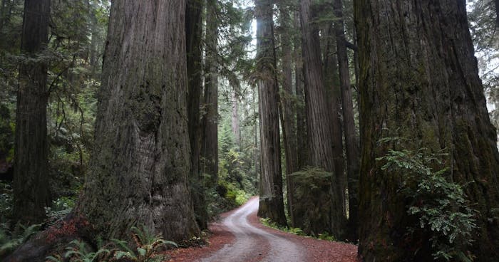 Howland Hill Road Bike Tour | Redwood Rides