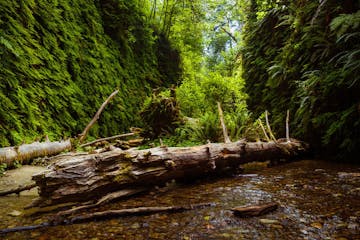 Trickling stream walled by lush ferns and moss