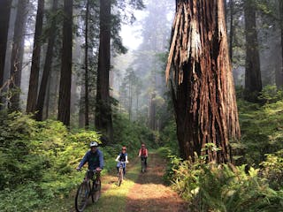 Three bikers riding along grassy trail in the Redwoods