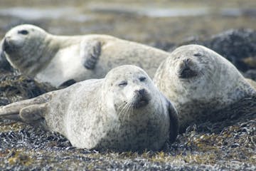Seals basking near Northeast Harbor, Maine