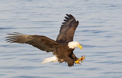 Bald eagle flying over Atlantic Ocean in Northeast Harbor, Maine