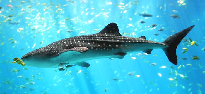 Cozumel Whale Shark Tours | Whale Shark Tour Cancun