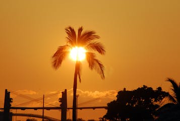 Sun and palm tree