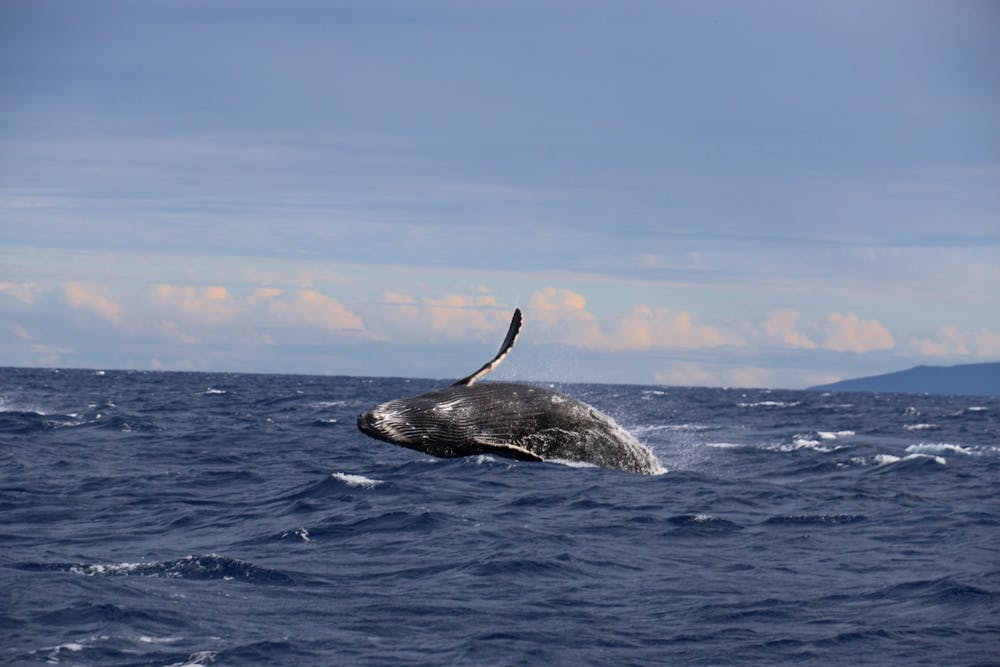 Whale Watching On Oahu What You Should Know Ocean Joy Cruises