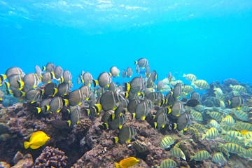 underwater view of a coral reef with tropical fish swimming on it