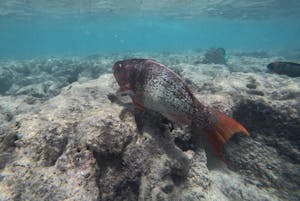 red female parrot fish swimming near reef in shallow water at Hanauma Bay with Pure Aloha Adventures in Oahu, Hawaii
