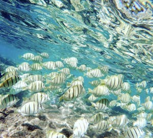 convict tang fish swimming over a reef in crystal clear water