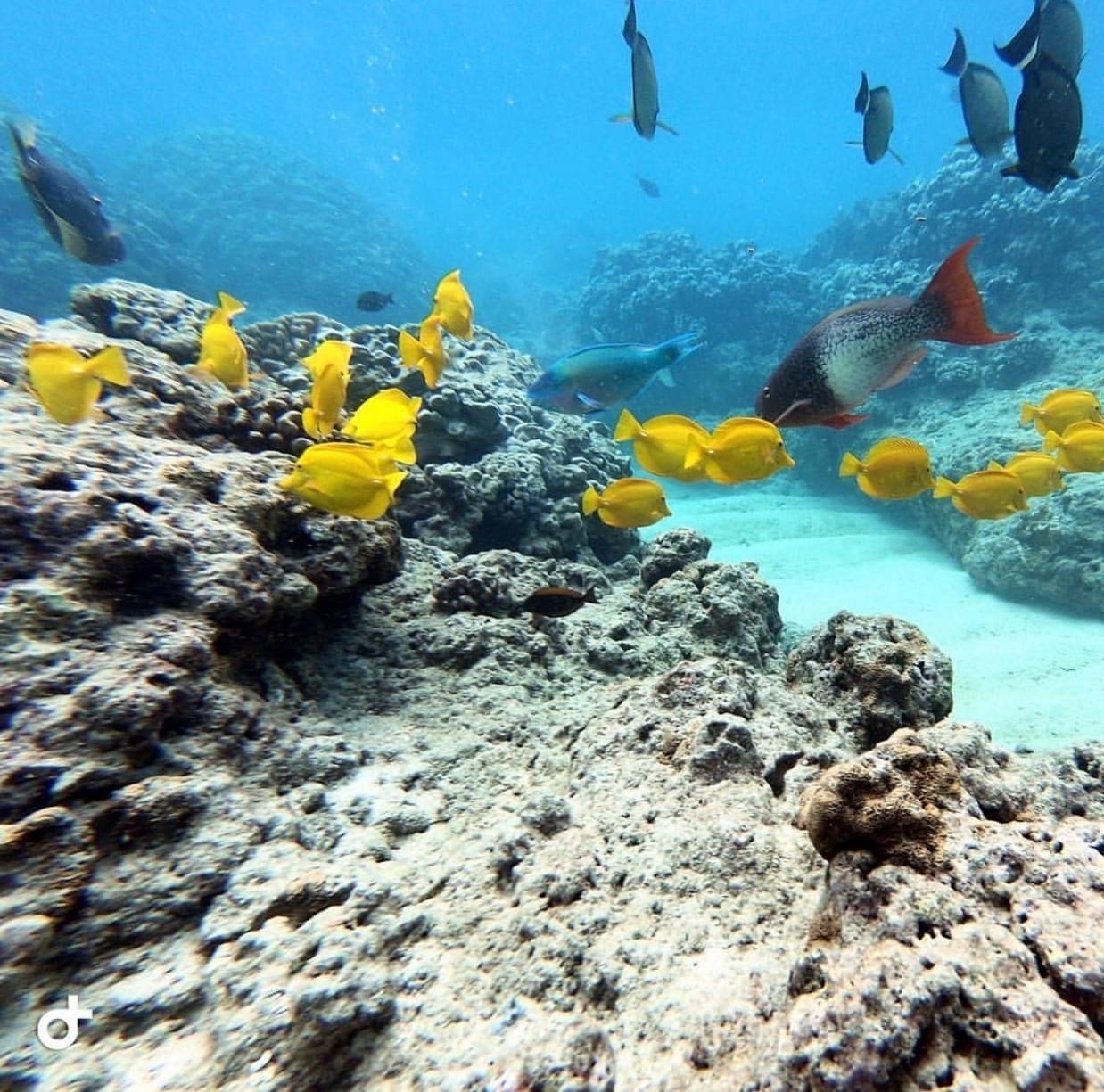 Guide to snorkeling on Oahu | Pure Aloha Adventures