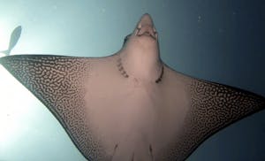 underside of a spotted eagle ray