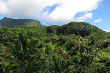 The tree canopy with tons of green and mountains in the background