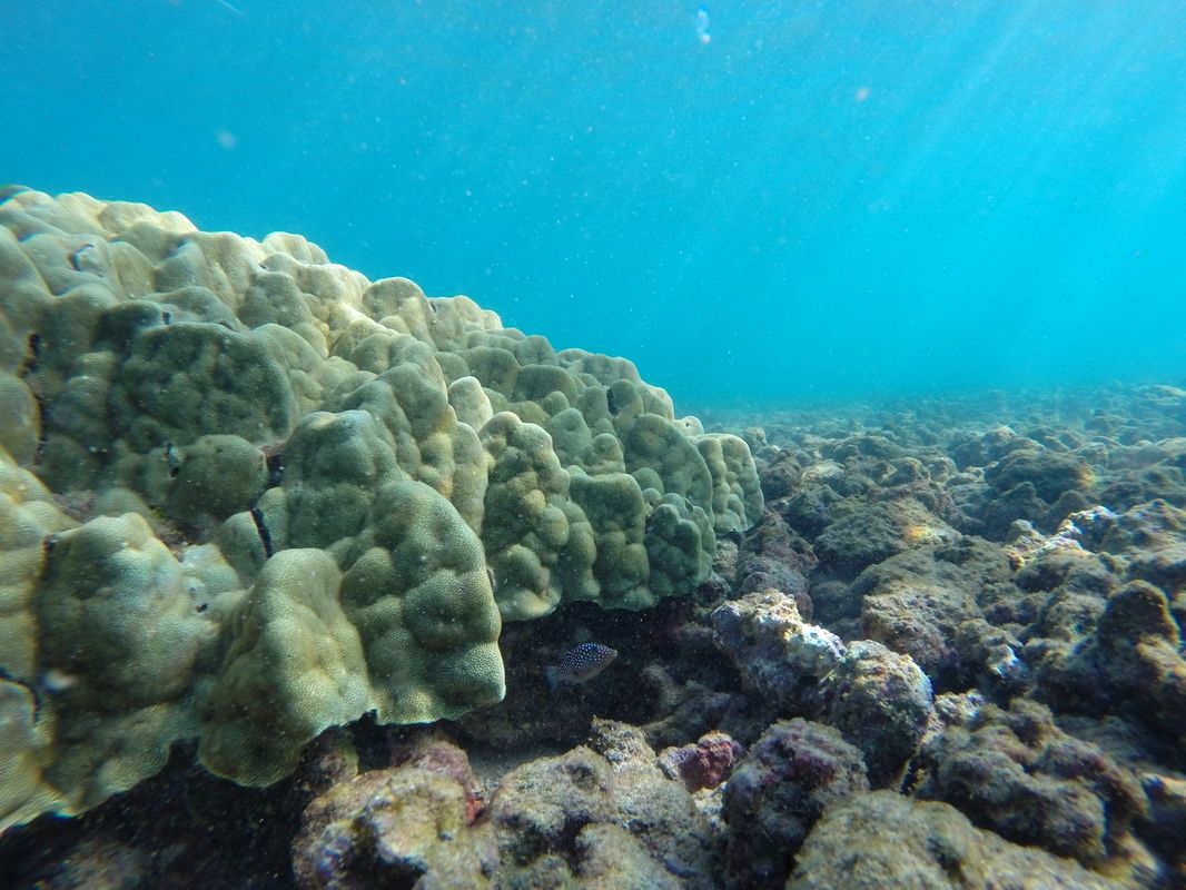 hawaiian tropic reef safe