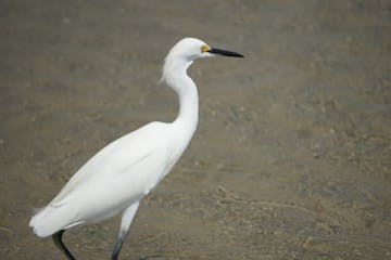 a bird standing on a beach near a body of water