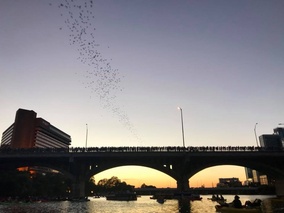Bat Bridge Kayak Tour
