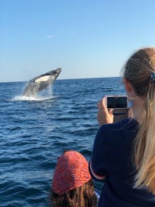 Whale watching in kennebunkport