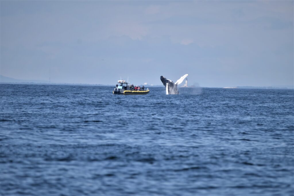 whale watching in Kennebunkport, Maine