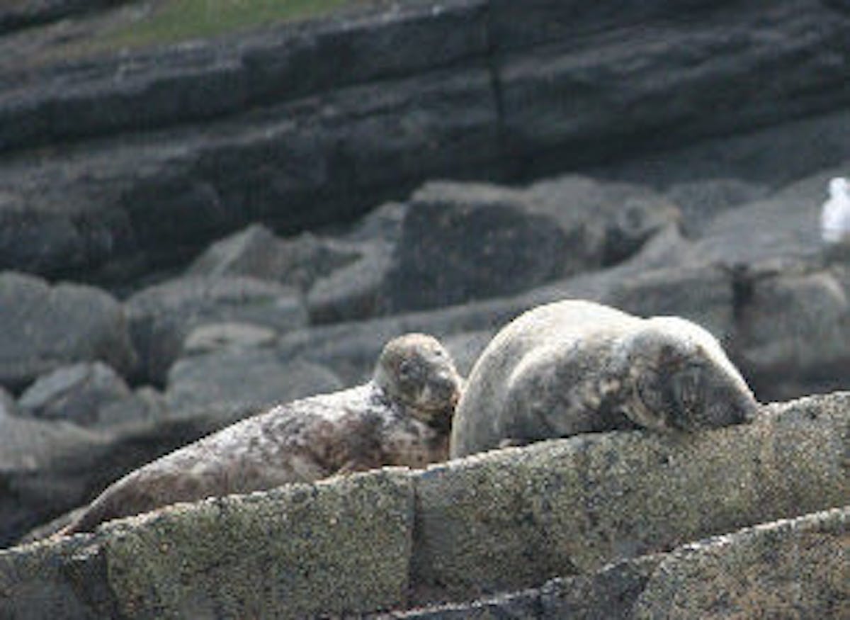 two seals lying on the rocks in the sun