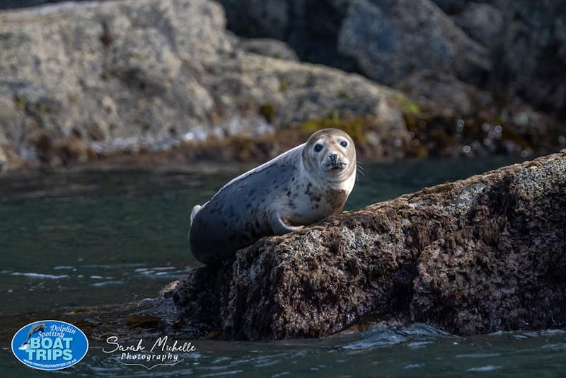 a seal lying down on a rock next to water