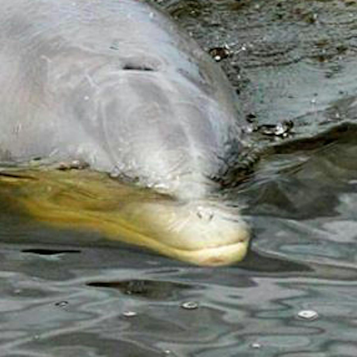 Dolphin in Back Bay, Alabama