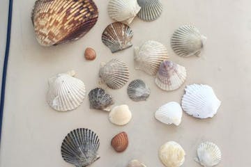 Seashells collected near Gulf Shores, Alabama