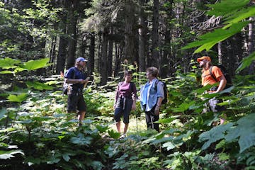 hikers stand in sunny area in forest
