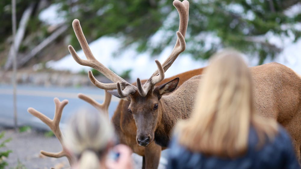 People look at an elk at the Rocky Mountain Wildlife Park