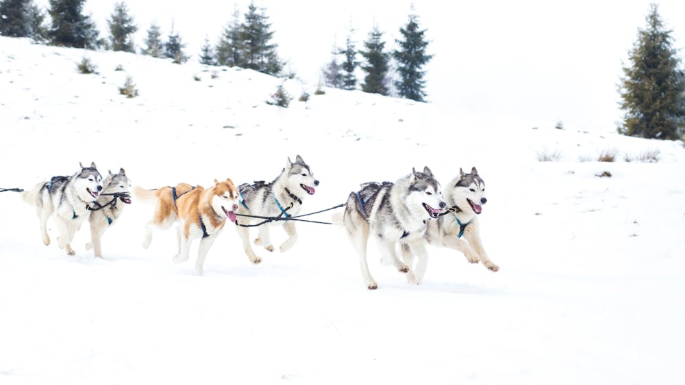 dog sledding dogs running in their pack