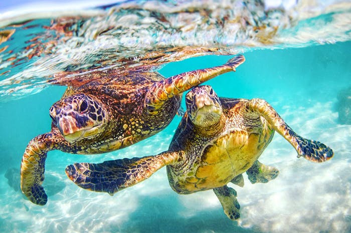 Черепахи пара. Водные черепахи. Водяная черепаха. Две черепахи в море. Две водяные черепахи.