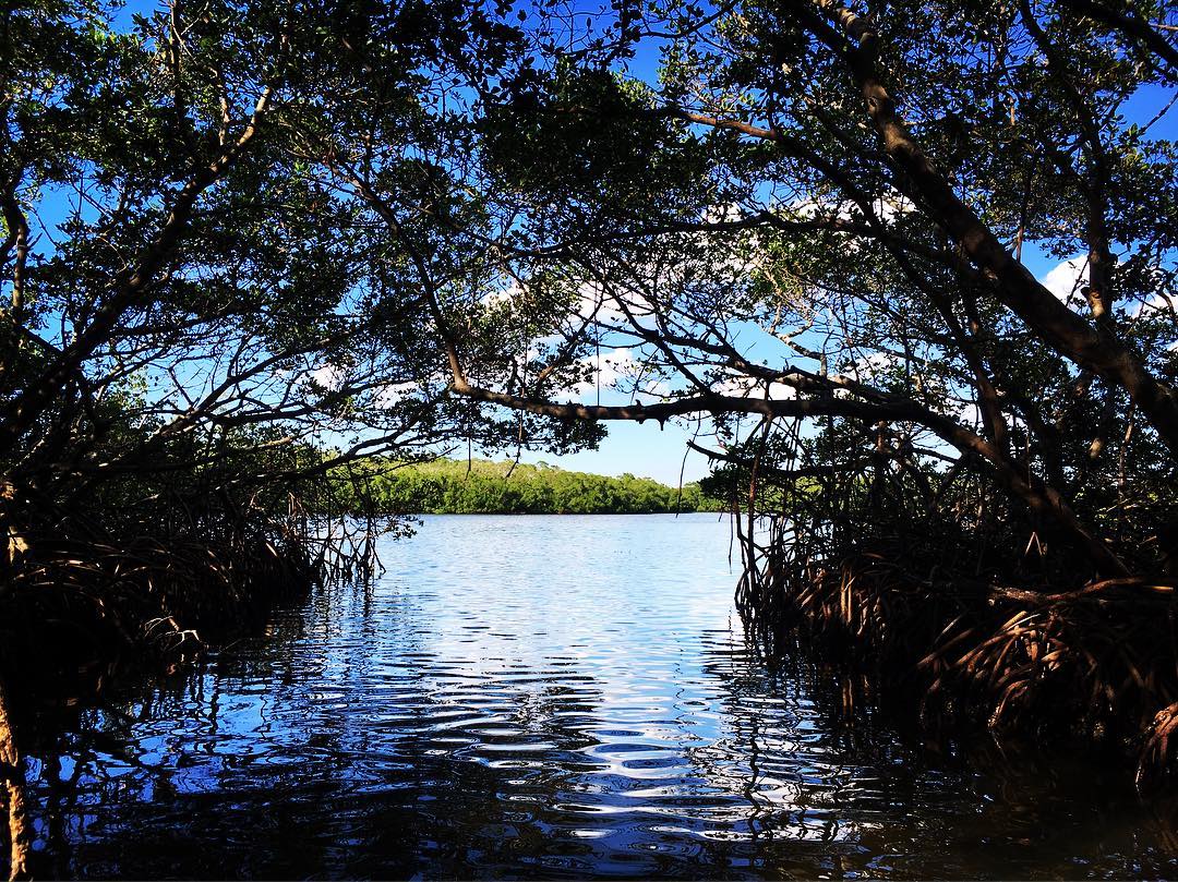 Lido Mangrove Tunnels Tour | Almost Heaven Kayak Adventures