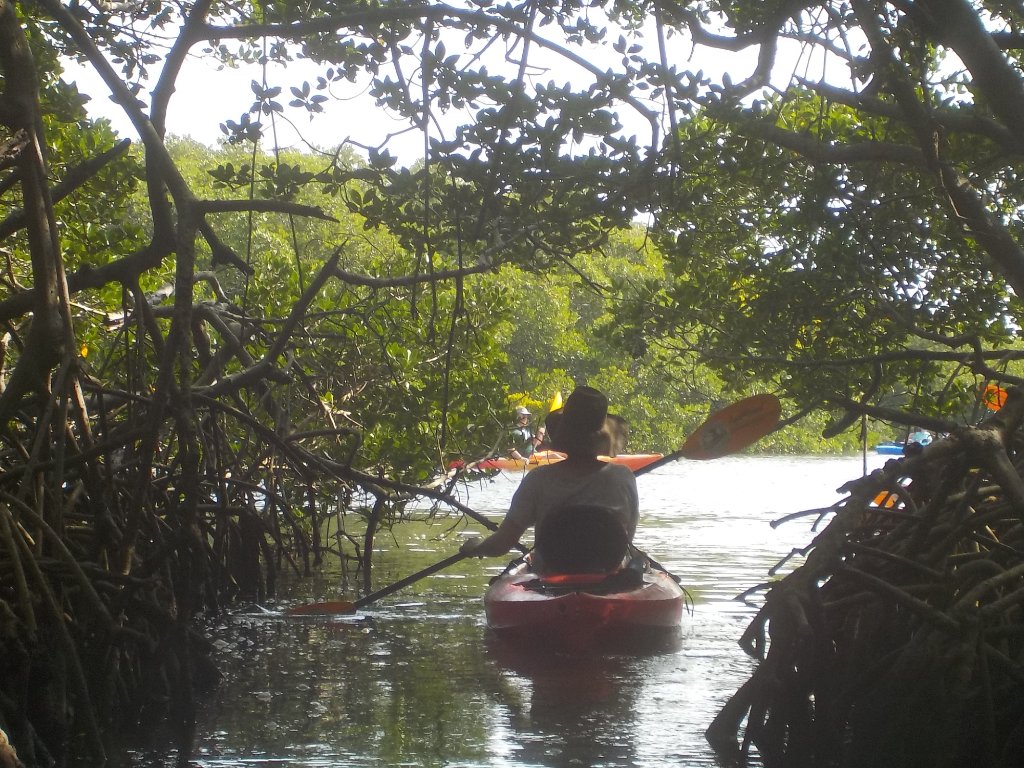 Almost Heaven Kayak Adventures | Sarasota Kayak Tours (Eco)