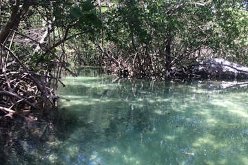 Mangrove Tunnels in Florida