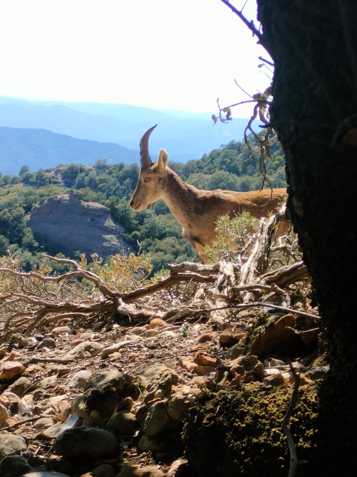 Choosing the Perfect Hiking Tour to Montserrat | Catalan Trails