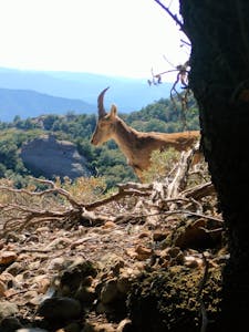 a giraffe standing on top of a mountain