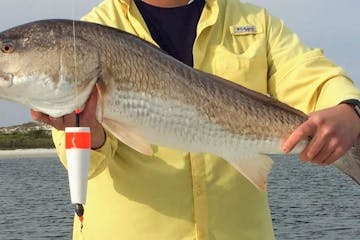 Man holding up very large fish caught inshore in Florida