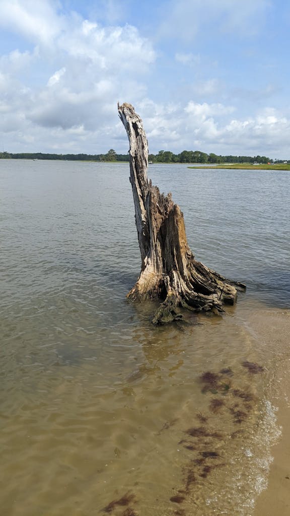 a body of water with a dead tree