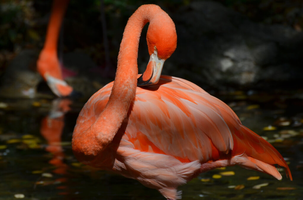 An orange flamingo in a lake