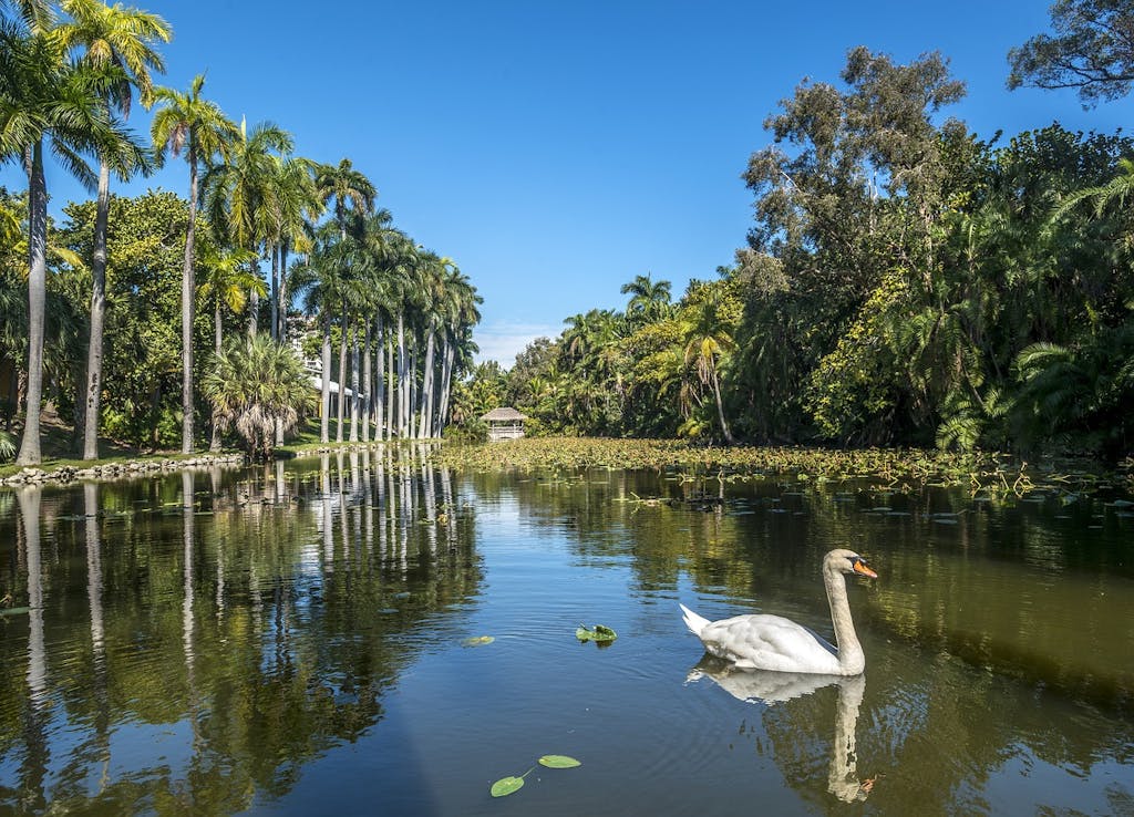 A swan swimming along the waters of bonnet house