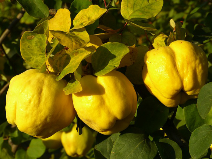 Marmelo, Portuguese fruit