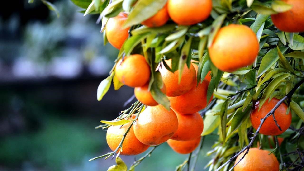 oranges hanging from a branch