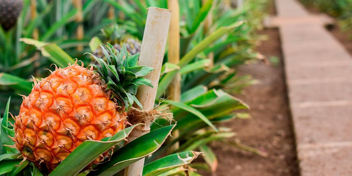 a close up of a pinneapple